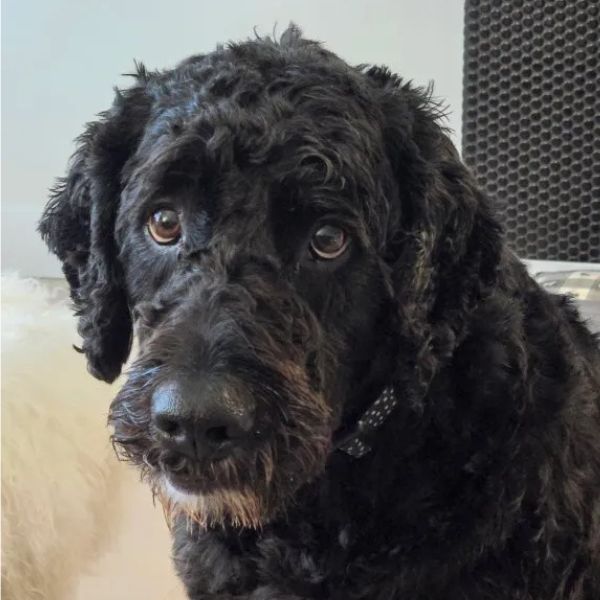 Ollie-Director-of-Pawsitivity-Very-Good-Boy